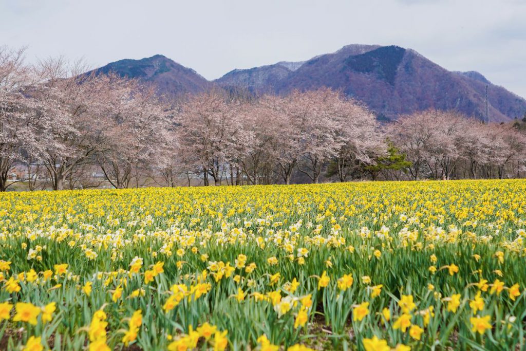 岩井親水公園の水仙と桜
