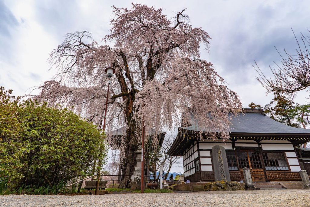 林昌寺のしだれ桜