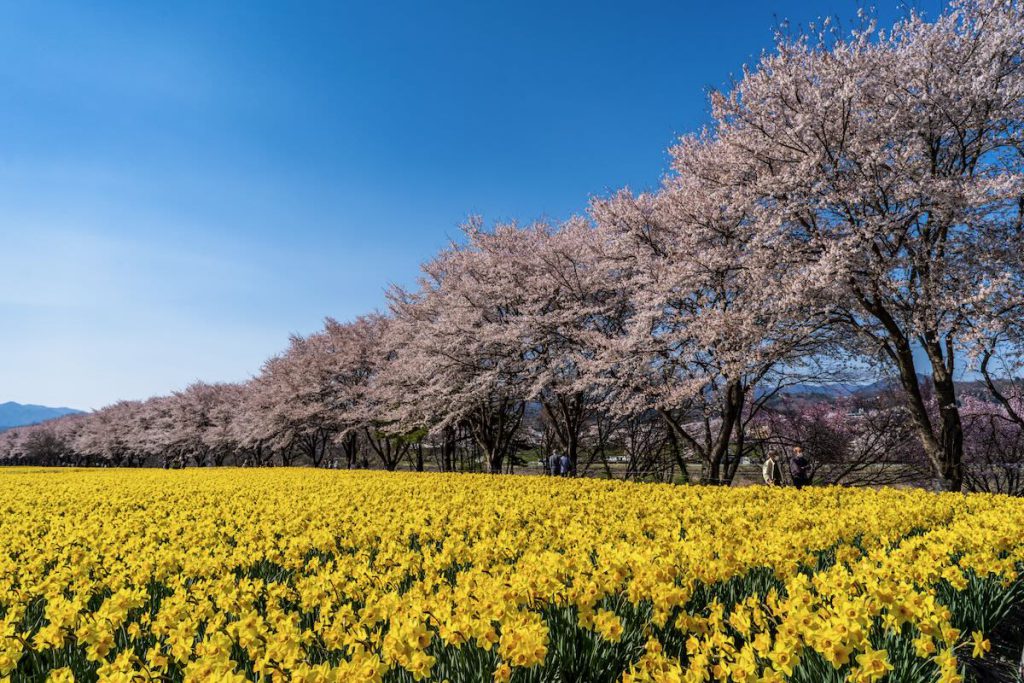 岩井親水公園の桜とスイセン