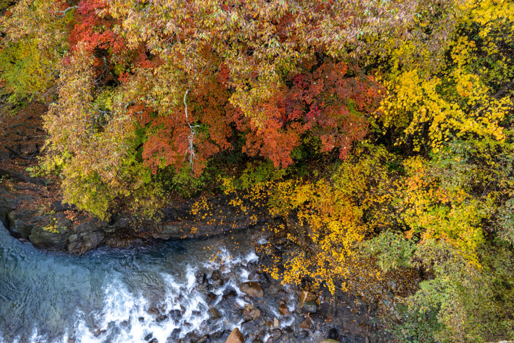 四万大橋からの紅葉