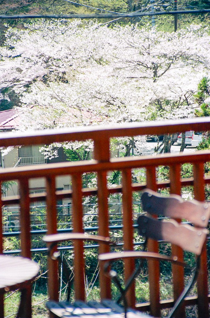 Sakura at Kashiwaya Ryokan