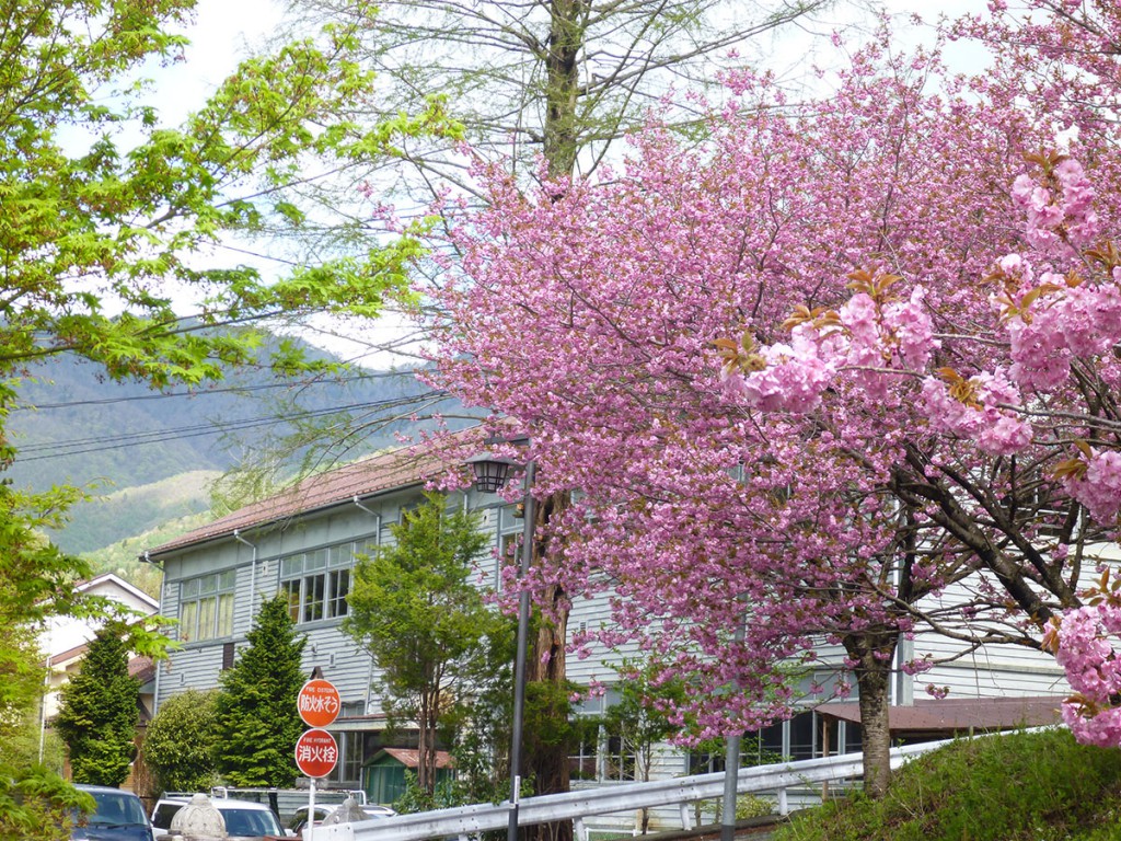 Sakura at Shima Onsen town