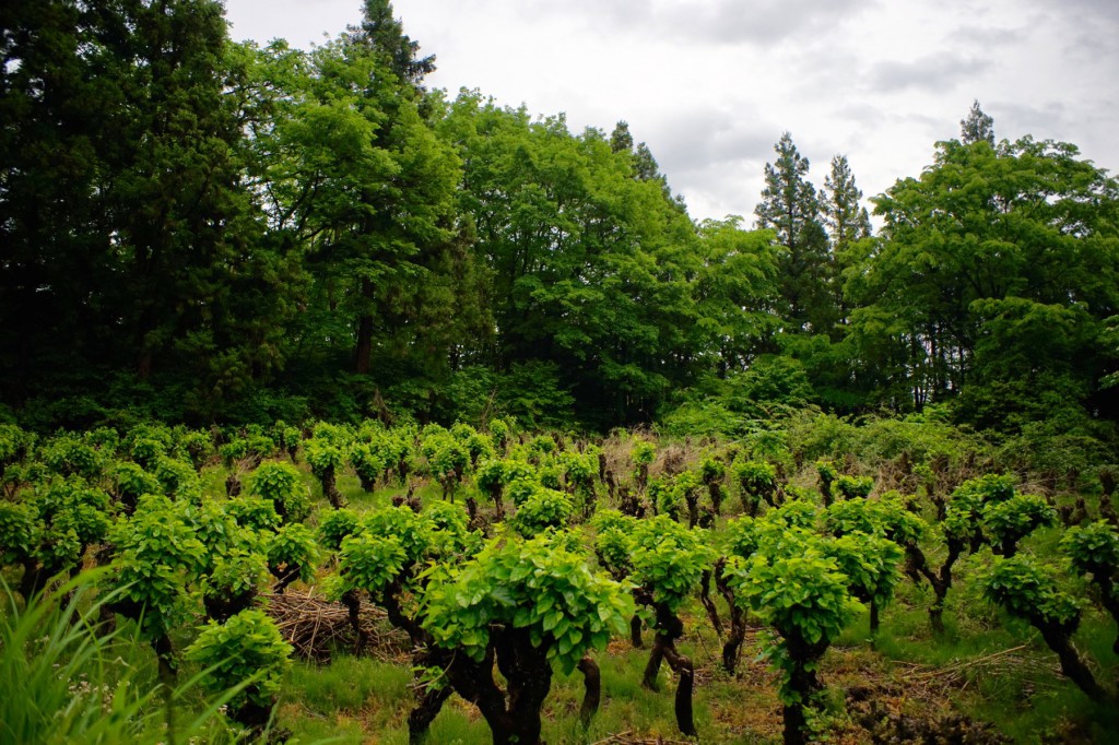 Mulberry field