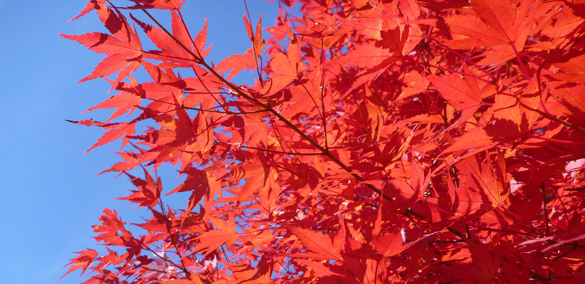 japanese cherry blossom leaves