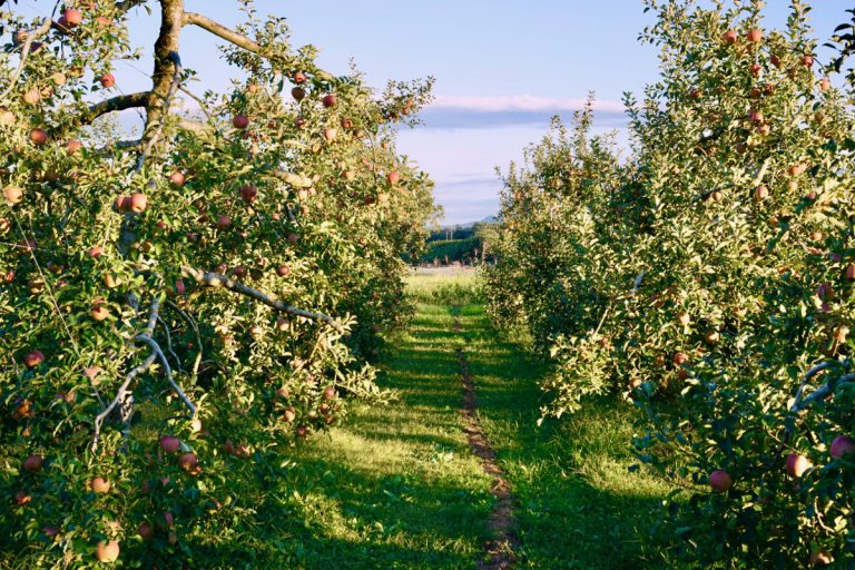 Applepicking in Japan's Countryside, All You Can Eat Apples!