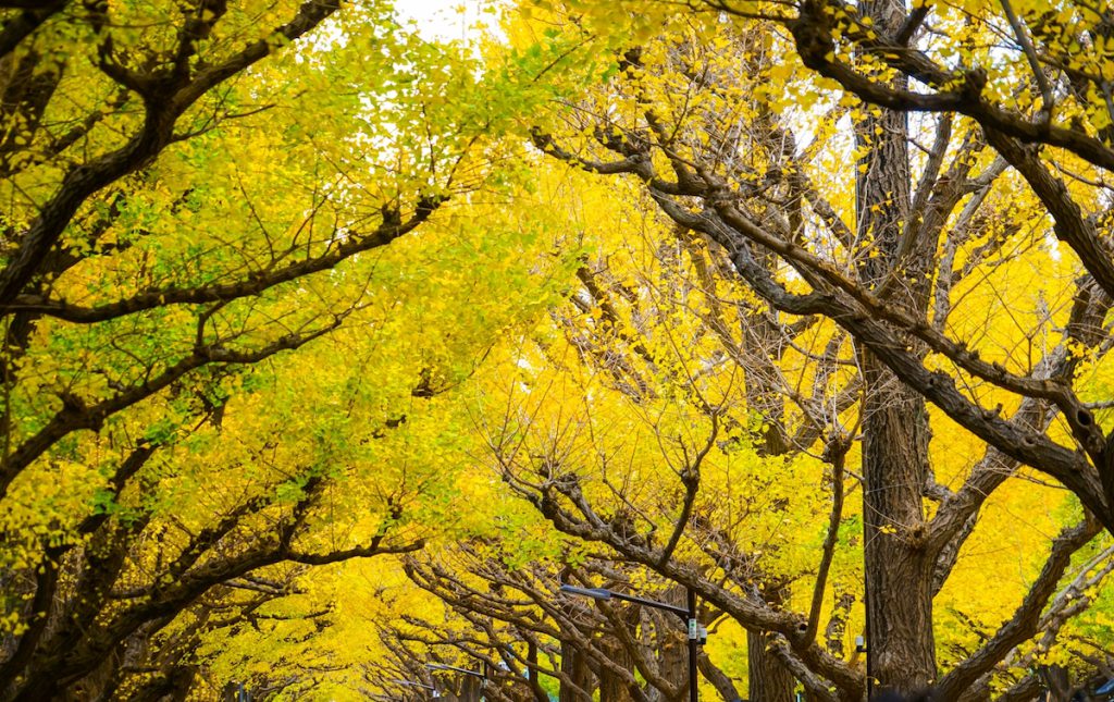 meiji jingu Tokyo