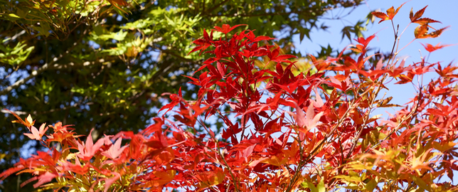 紅葉ピークの四万温泉