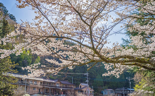 四万温泉柏屋旅館