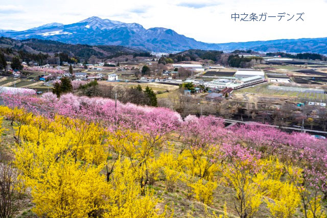 四万温泉柏屋旅館