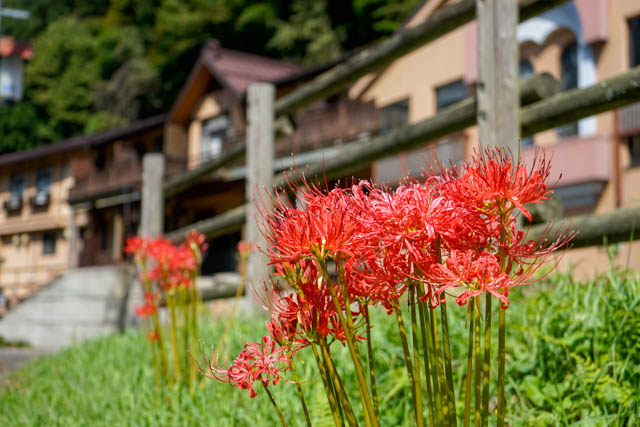 四万温泉柏屋旅館