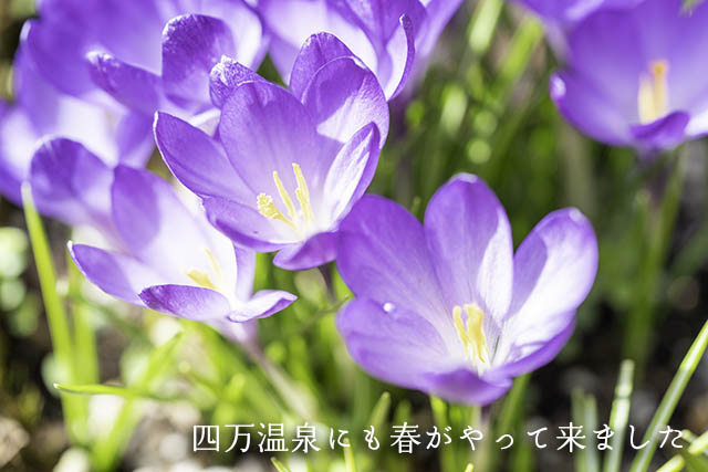 四万温泉柏屋旅館
