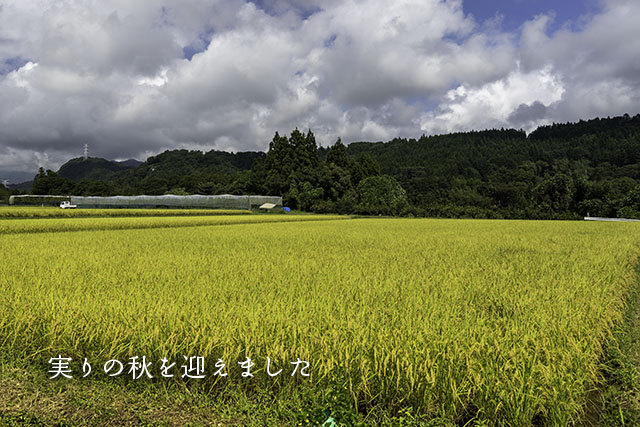 四万温泉柏屋旅館