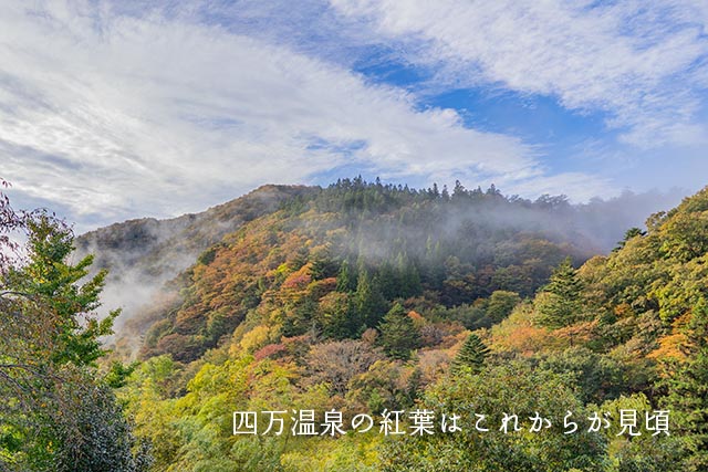 四万温泉柏屋旅館