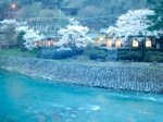 清流の湯と桜