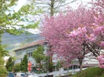 第三小学校の八重桜